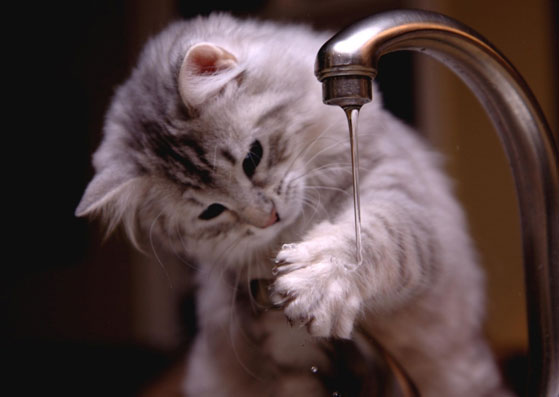 Lateralità nei comportamenti spontanei del gatto