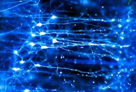 Lateralità del feto nel grembo materno